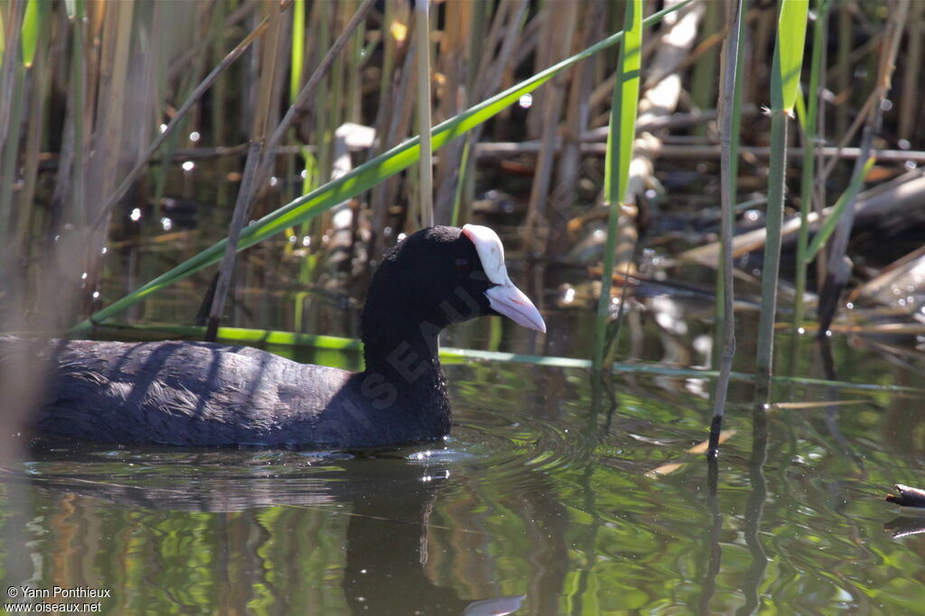 Eurasian Coot