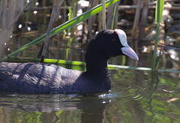 Eurasian Coot