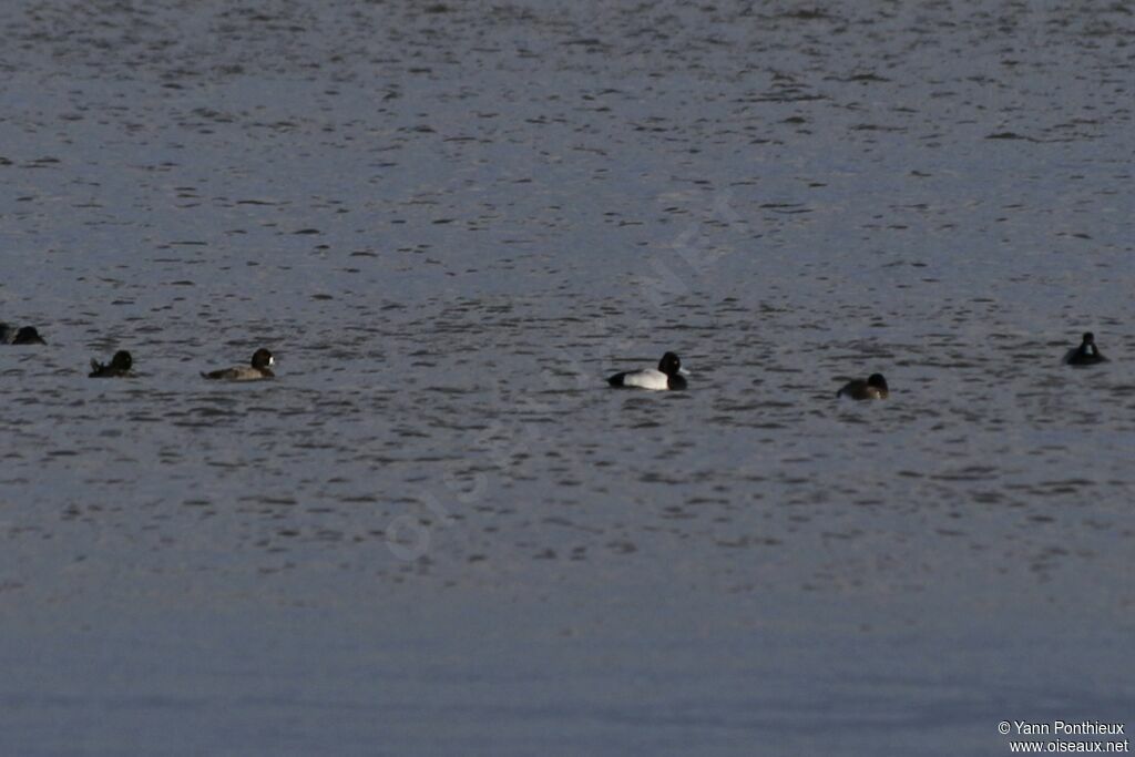 Lesser Scaup