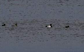 Lesser Scaup