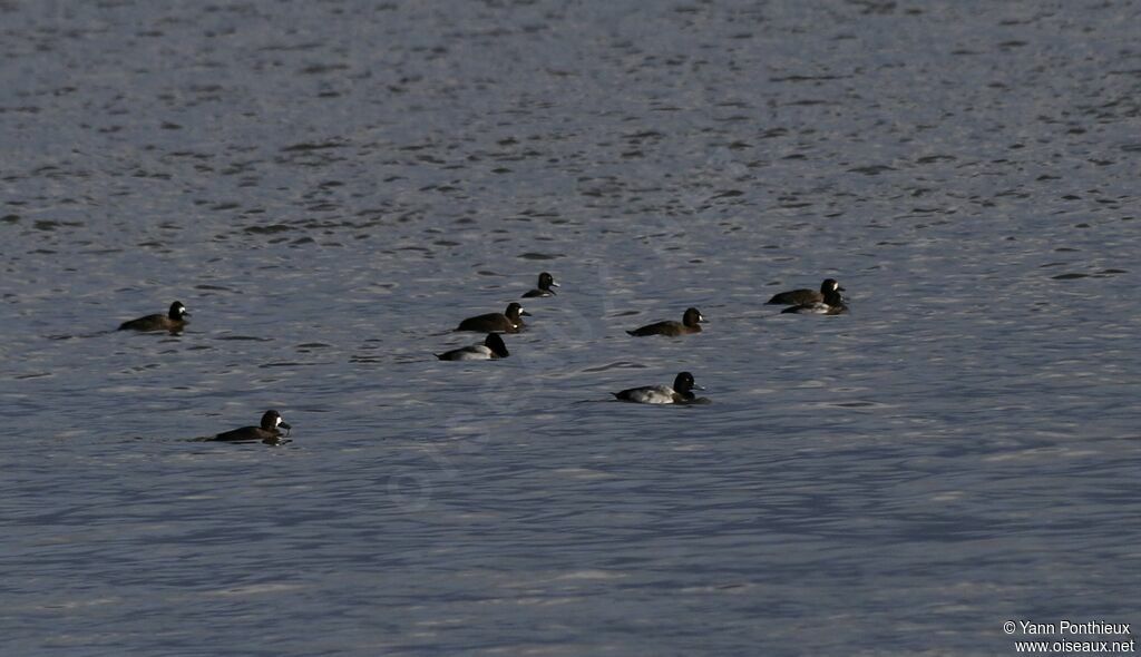 Lesser Scaup