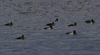 Lesser Scaup