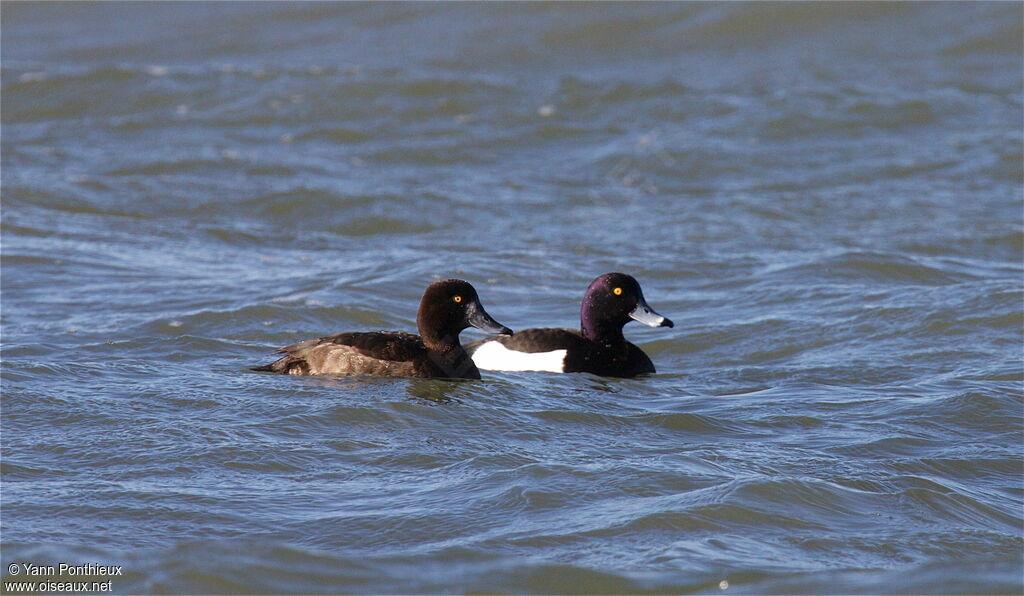 Tufted Duck adult