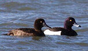 Tufted Duck