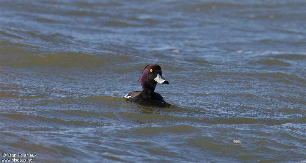 Tufted Duck male adult