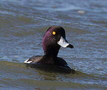 Tufted Duck