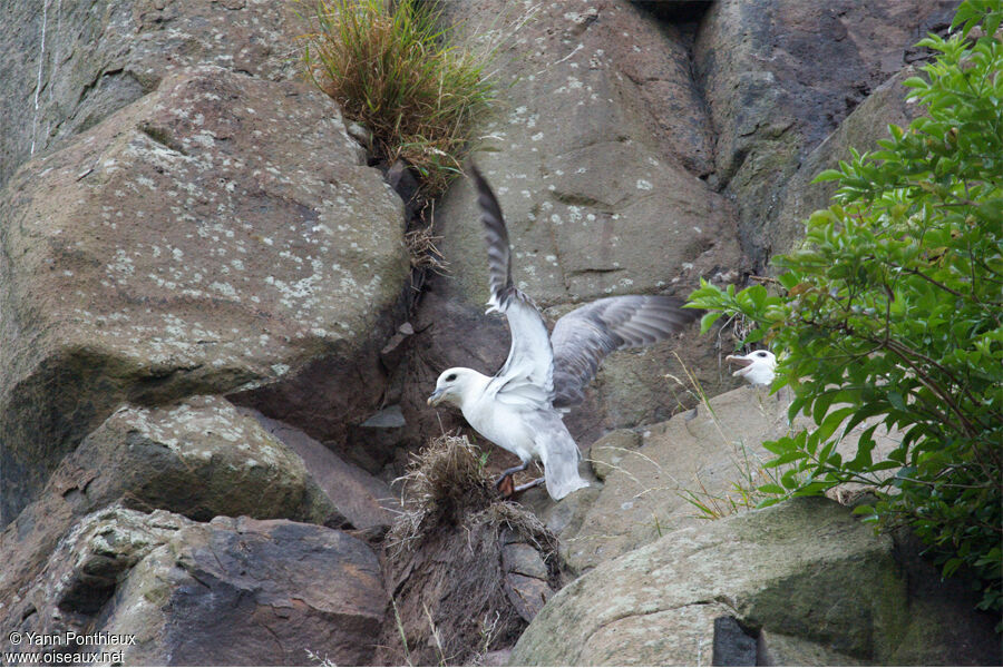 Fulmar boréal