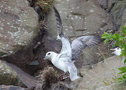 Fulmar boréal