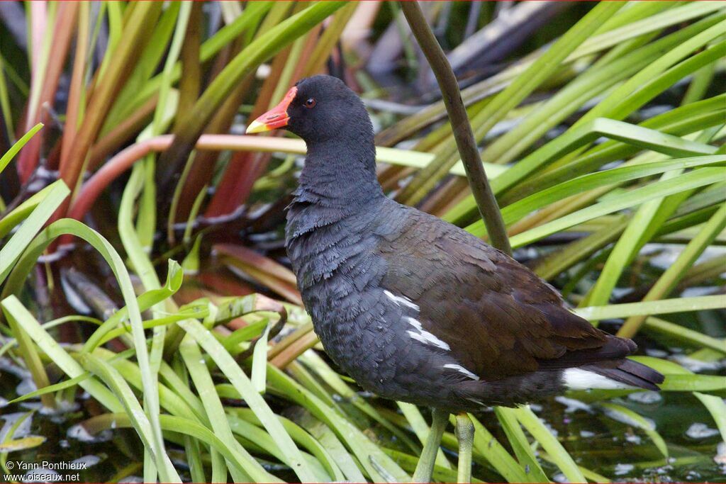 Gallinule poule-d'eauadulte