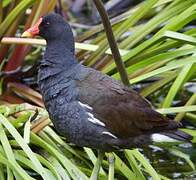 Common Moorhen