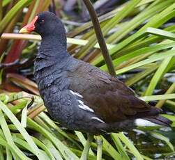 Gallinule poule-d'eau