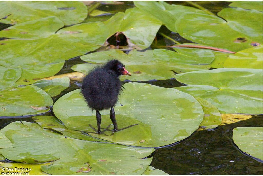 Gallinule poule-d'eaujuvénile