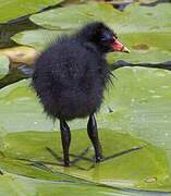 Gallinule poule-d'eau