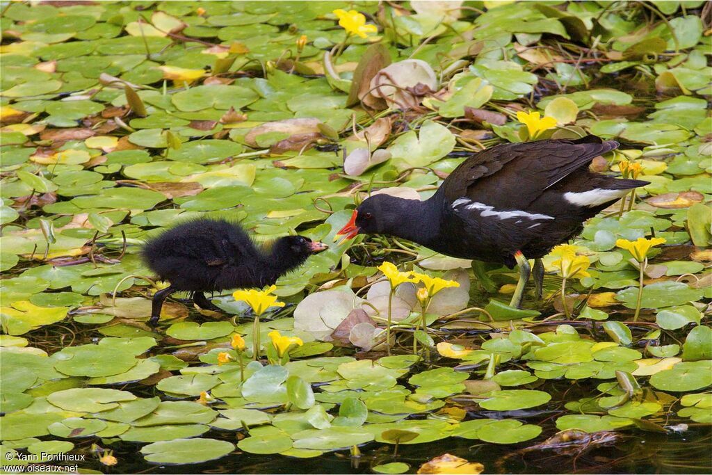 Gallinule poule-d'eau, Comportement