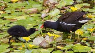 Gallinule poule-d'eau