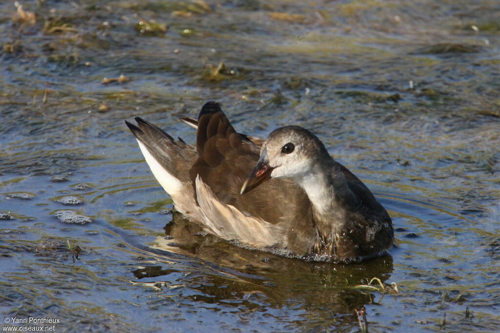 Gallinule poule-d'eaujuvénile