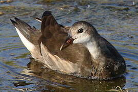 Common Moorhen