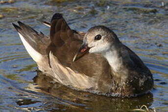 Gallinule poule-d'eau