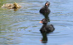 Gallinule poule-d'eau