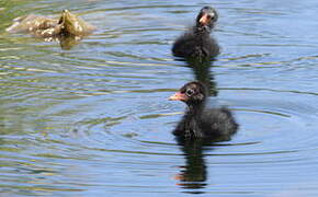 Common Moorhen