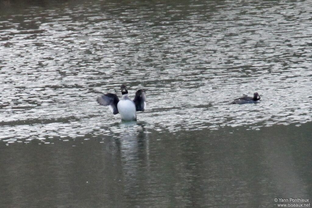 Common Goldeneye