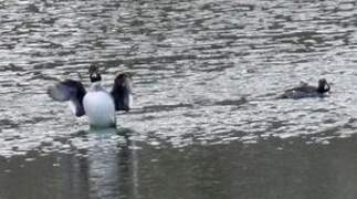 Common Goldeneye