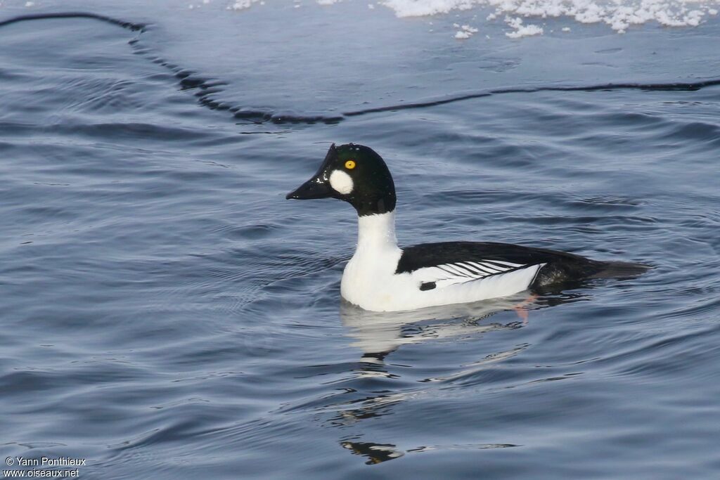 Common Goldeneye male adult