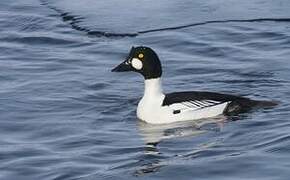 Common Goldeneye