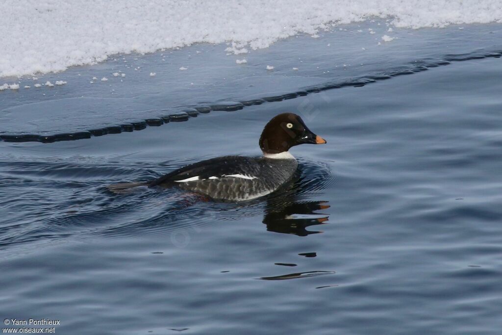 Common Goldeneye female adult