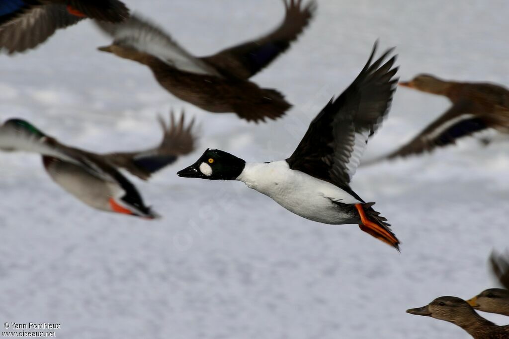 Common Goldeneye male adult