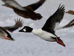 Common Goldeneye