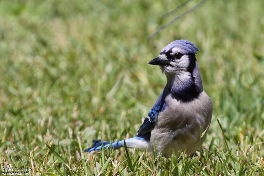 Blue Jayadult breeding