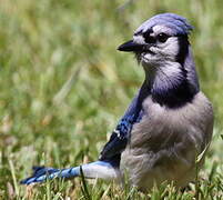 Blue Jay