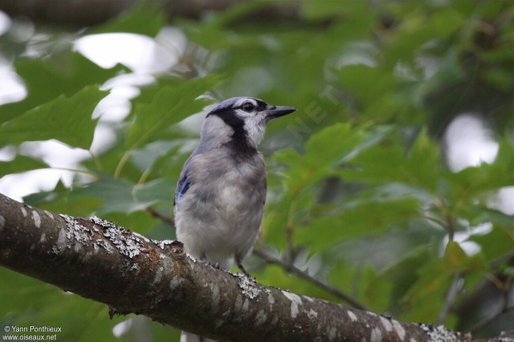 Blue Jayadult