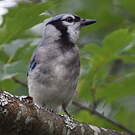 Geai bleu