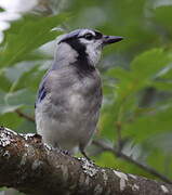 Blue Jay