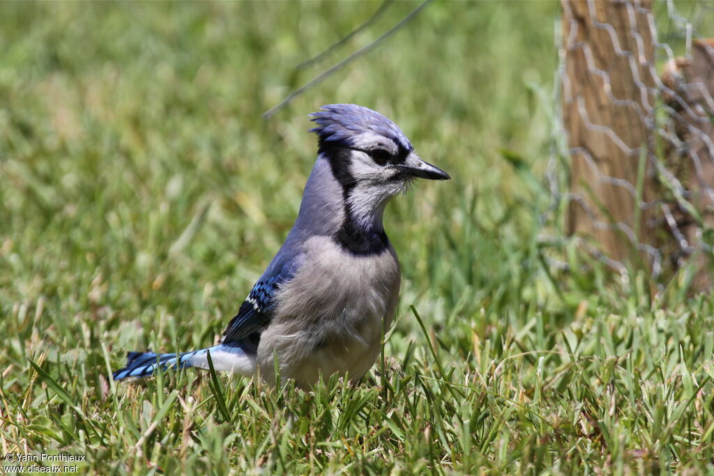 Blue Jayadult breeding