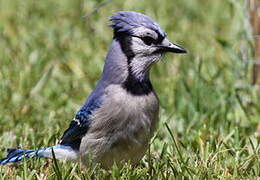 Blue Jay