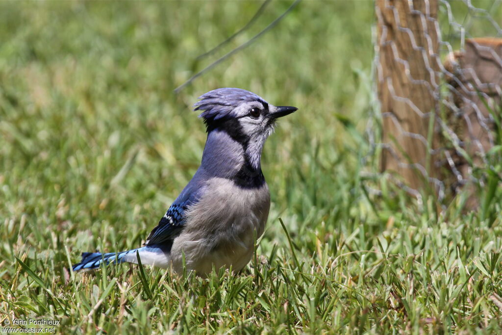 Blue Jayadult breeding