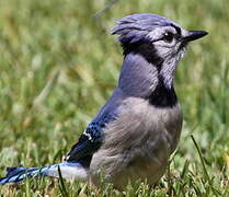 Blue Jay