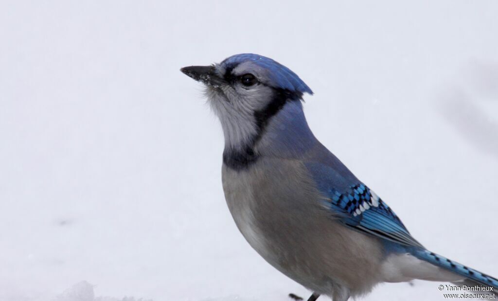 Blue Jay