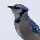Geai bleu