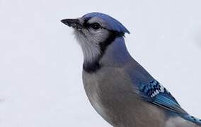 Blue Jay