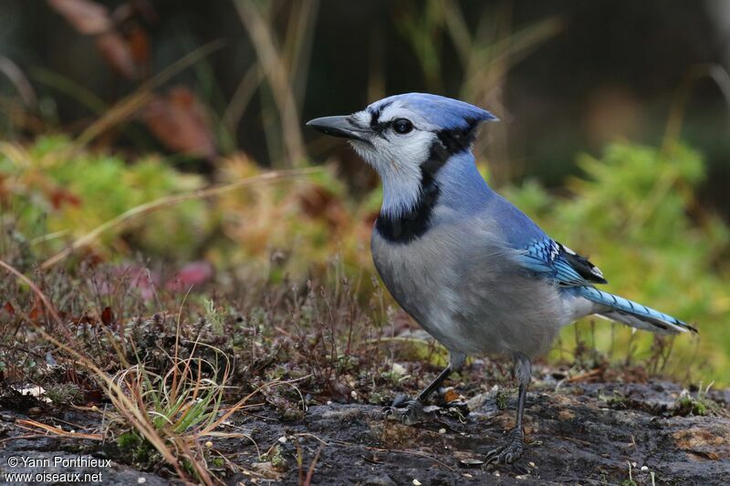 Blue Jay