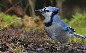 Blue Jay