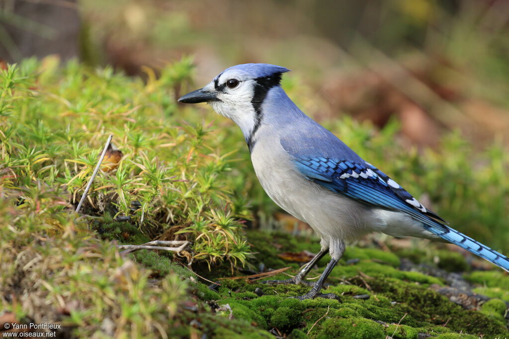 Blue Jay