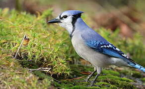 Blue Jay