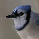 Geai bleu