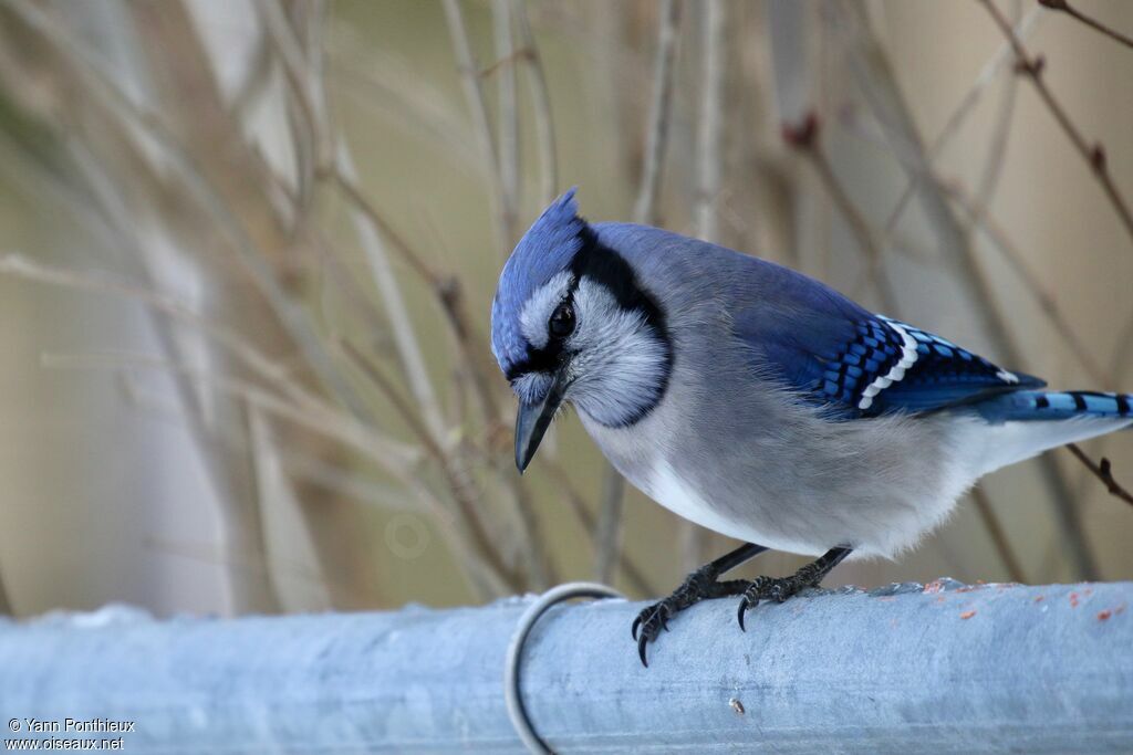 Blue Jay