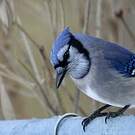 Geai bleu